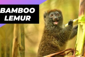 Bamboo Lemur 🐒 One Of The Most Endangered Animals In The Wild #shorts