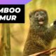 Bamboo Lemur 🐒 One Of The Most Endangered Animals In The Wild #shorts