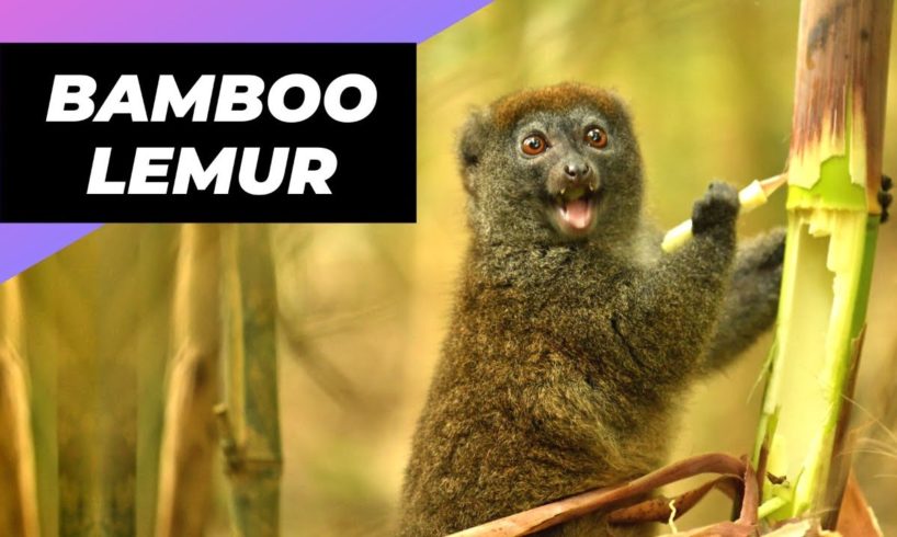 Bamboo Lemur 🐒 One Of The Most Endangered Animals In The Wild #shorts