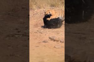 Bear And Tiger Fight