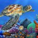 Beautiful Coral Reef Fish | Sleep Relaxing  Music | Sea | Animals | Peaceful | Ocean | Water |