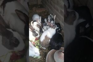 Beautiful Rabbits #shortsvideo #youtube #viralvideo #animals #ytshorts #pets #youtubeshorts #new #yt