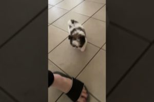 Beautiful Shih Tzu Puppy Walking #shihtzu #toydog #cute #puppies #cutebaby #baby #dog #doglover