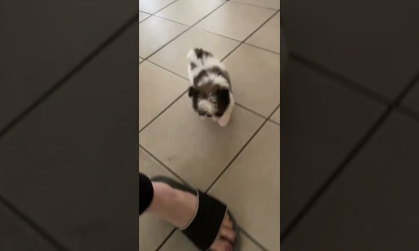 Beautiful Shih Tzu Puppy Walking #shihtzu #toydog #cute #puppies #cutebaby #baby #dog #doglover