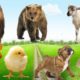 Beautiful park with many rare animals playing together: monkey, hedgehog, cow, duck, pig