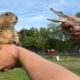 Big Ounce Rescues a Crocodile (and eats him)