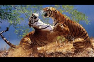 CRAZIEST Animal Fights | | All Time 2023 | | Part 1
