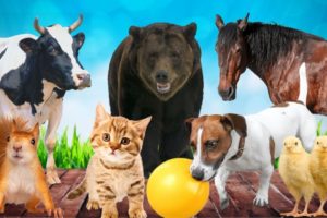 CUTE LITTLE ANIMALS - KITTEN, PUPPY, CHICK, COW, SQUIRREL, BEAR - ANIMAL VIDEOS