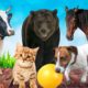 CUTE LITTLE ANIMALS - KITTEN, PUPPY, CHICK, COW, SQUIRREL, BEAR - ANIMAL VIDEOS