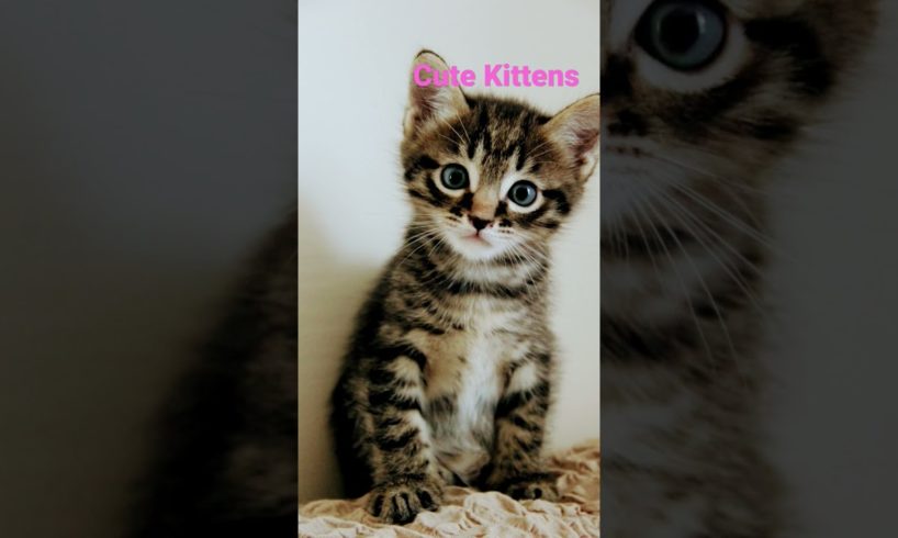 CUTEST KITTENS we all LOVE! #shorts #youtubeshorts  #kittens #cute #cutecat #adorable #pets #cats