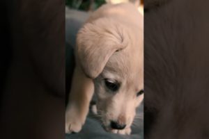 CUTEST PUPPY EVER!!! #shortsfeed #short #shortsvideo #cutepuppies #puppy #4k #4kviralvideo #dogluv