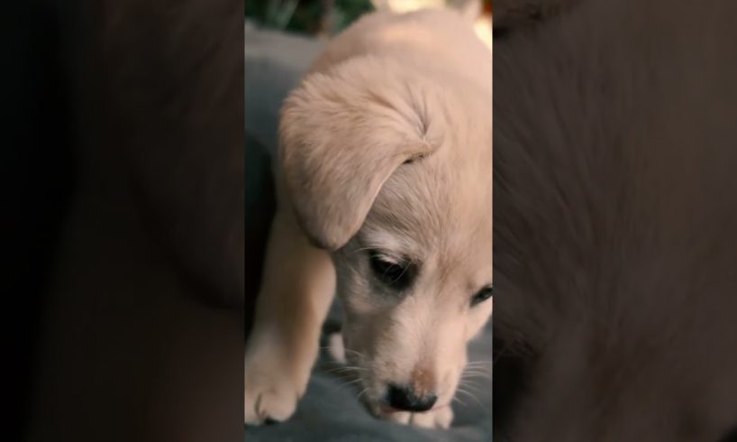 CUTEST PUPPY EVER!!! #shortsfeed #short #shortsvideo #cutepuppies #puppy #4k #4kviralvideo #dogluv