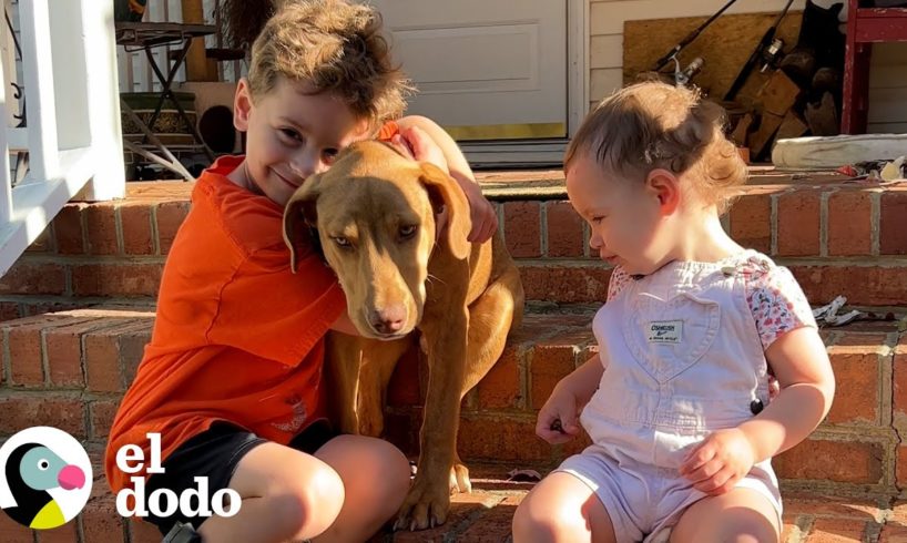 Cachorro callejero aparece en la puerta de esta familia | El Dodo