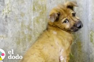 Cachorro callejero no confiaba en los rescatistas hasta que... | El Dodo