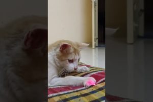 Cat playing with red light / Cat Lover/#animals #cat #youtubeshorts #shorts