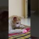 Cat playing with red light / Cat Lover/#animals #cat #youtubeshorts #shorts