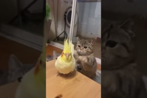 Cats Playing With Parrot😜 | #short #shorts #animals #subscribe #trending #meow #funny #comedy#tiktok