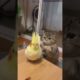 Cats Playing With Parrot😜 | #short #shorts #animals #subscribe #trending #meow #funny #comedy#tiktok