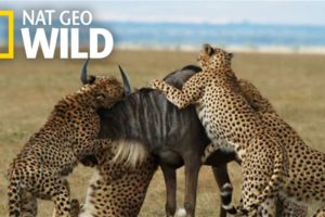 Cheetahs Takedown a Wildebeest | The Way of the Cheetah