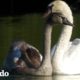 Cisne agresivo llega a conocer a su nueva familia | El Dodo