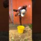 Contortionist Shows Flexibility While Picking Up Bucket | People Are Awesome #contortion #shorts