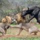 Craziest Animal Fights | Animal Fight