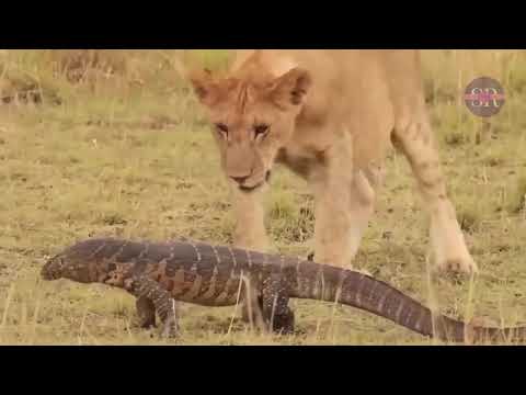 Crazy Animal Fights Caught on Camera