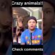 Crazy animals!!😯😯#shorts #viral #funny #animals #fights