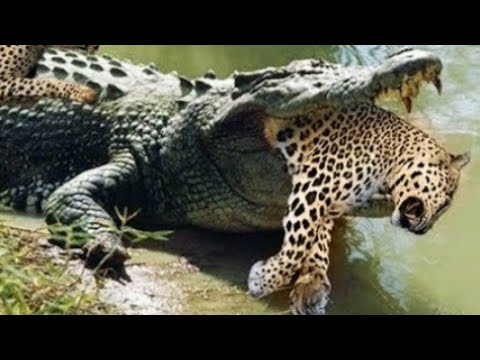 Crocodile and leopard fighting | Animal world | wild animal | Animal fights مگرمچھ اور چیتا کی لڑائ