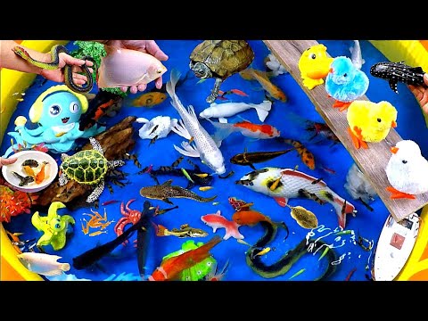 Cute Animals, Colorful Chicks, Turtles, Goldfish, Dolphins, Fortune Fish, Snakes, Octopuses, Whale