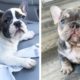 Cute Bull Dogs that Will Make Your Day So Much Better 🥰| Cutest Puppies