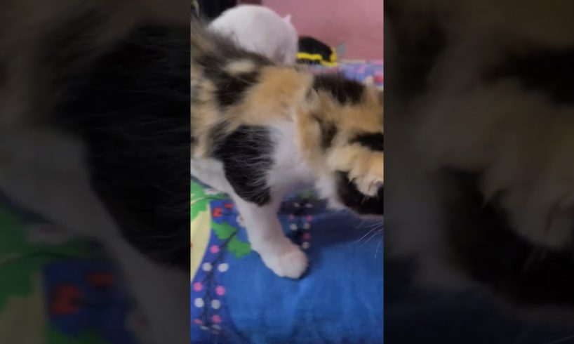 Cute🥰😍 Cat Video 2023🥰🥰 #shorts #kitten #cutecat