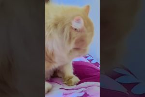 Cute🥰😍 Cat Video 2023🥰🥰 #shorts #kitten #cutecat #animal #youtubeshorts #ytshorts