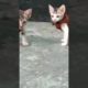 Cute🥰😍 Cat Video 2023🥰🥰 #shorts #kitten #cutecat #love #animal #youtubeshorts #ytshorts