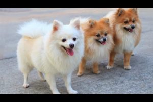 Cute Dogs| Cutest Dog clips| Cutest puppies #cute #pets #animals #viral #funny #Dogs #happy #enjoy