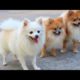 Cute Dogs| Cutest Dog clips| Cutest puppies #cute #pets #animals #viral #funny #Dogs #happy #enjoy