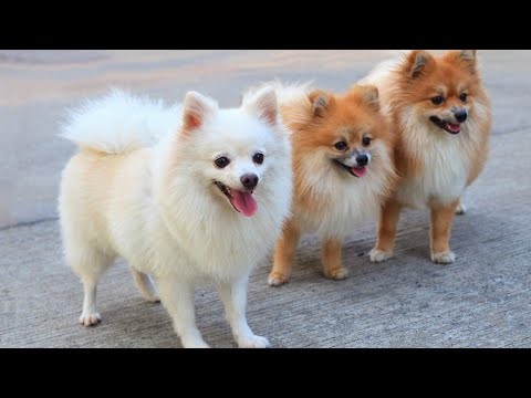 Cute Dogs| Cutest Dog clips| Cutest puppies #cute #pets #animals #viral #funny #Dogs #happy #enjoy