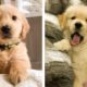 Cute Golden Puppies Help You Relax After Tiring Day 🐶🥰| Cute Puppies