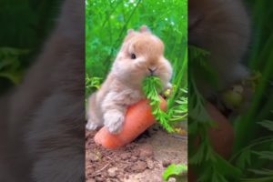 Cute Pet Rabbit =😍