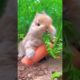 Cute Pet Rabbit =😍