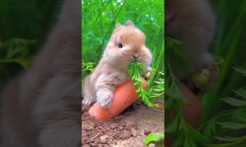 Cute Pet Rabbit =😍