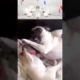 Cute Pug playing. Cute. Funny. Adorable Pets and Animals | Rekky and Pelly #shorts #pug