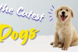 Cute Puppies Doing Funny Things, Cutest Puppies