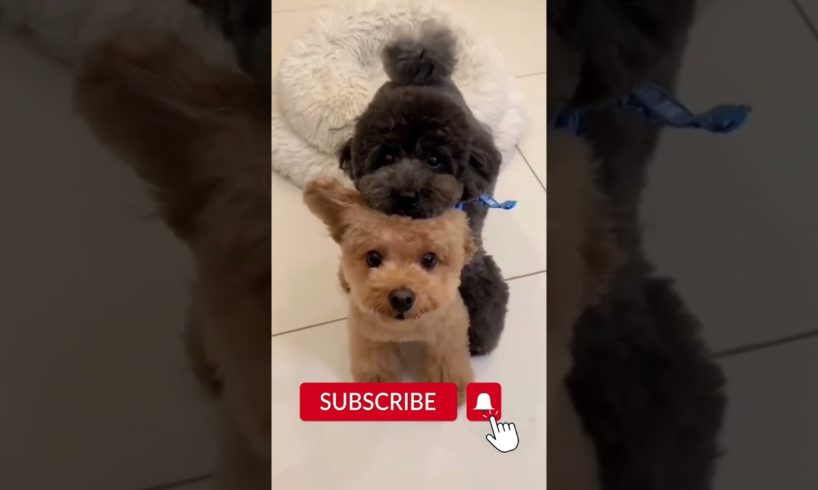 Cute Puppies 😍 | Funny Puppies😂