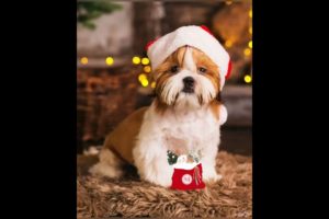 Cute Puppies Loves Christmas Gift @divineriver