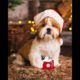 Cute Puppies Loves Christmas Gift @divineriver