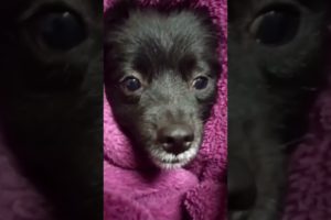 Cute Puppies Pomeranian puppies Shorts | #viralshorts #trendingshorts #viralvideo @saurabhtiwari18