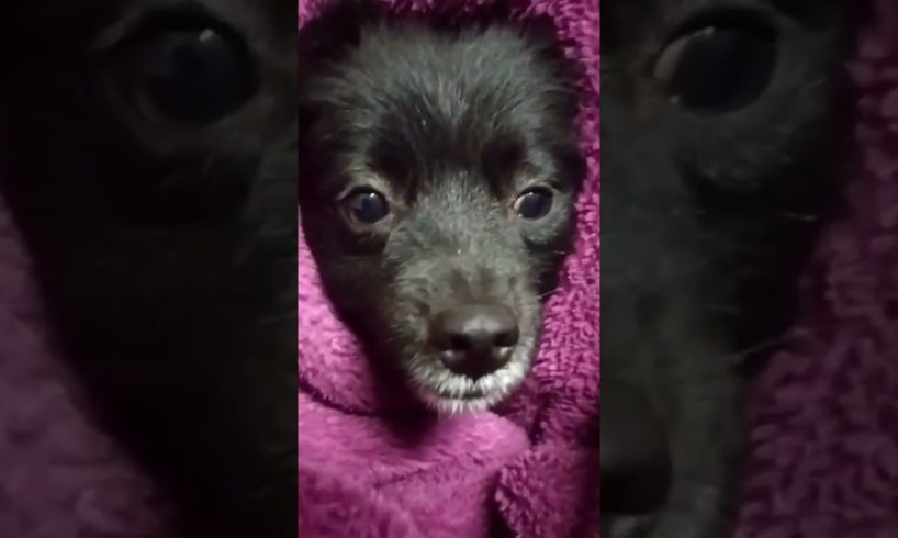 Cute Puppies Pomeranian puppies Shorts | #viralshorts #trendingshorts #viralvideo @saurabhtiwari18