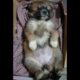 Cute Puppy | Cutest moment of the animals | Cutest puppies #1