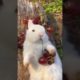 Cute animals Rabbit=😍🐰=#cutepets #cuteanimals #cutecat